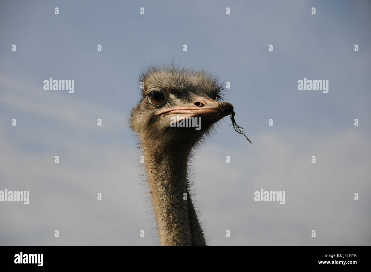 Struthio camelus, Ostrich Stock Photo