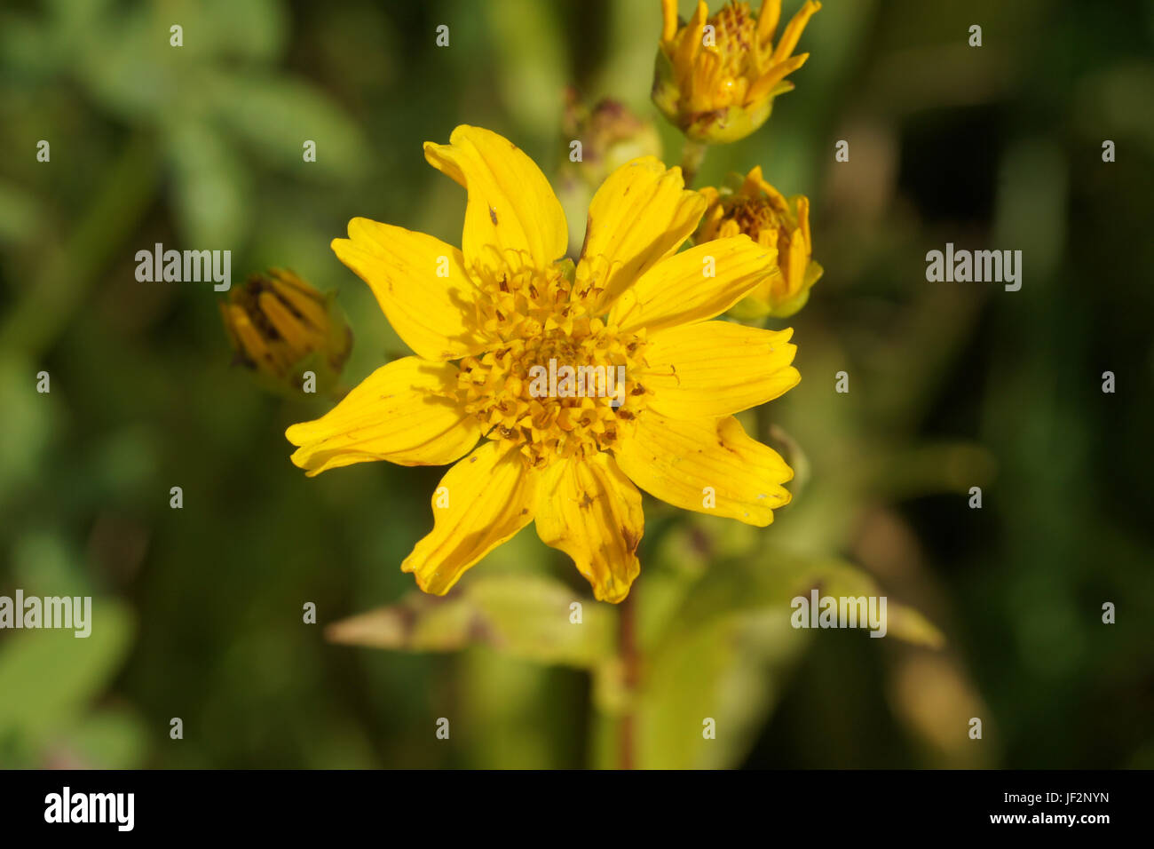 Guizotia abyssinica, Ramtil, Niger seed Stock Photo