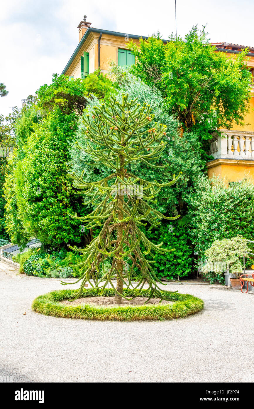 Botanical garden in Padova, Italy Stock Photo