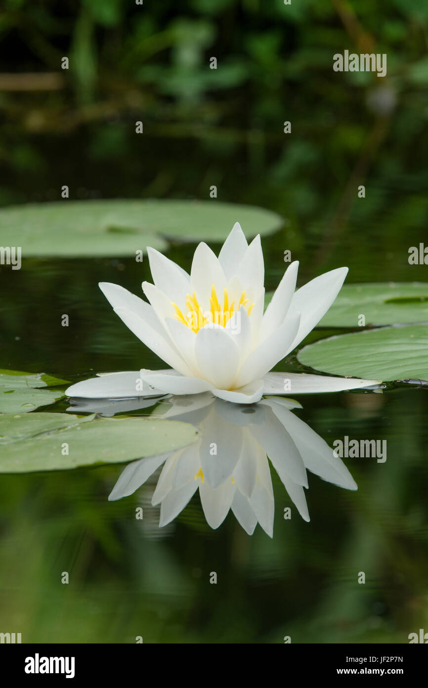 British wild flower hi-res stock photography and images - Alamy