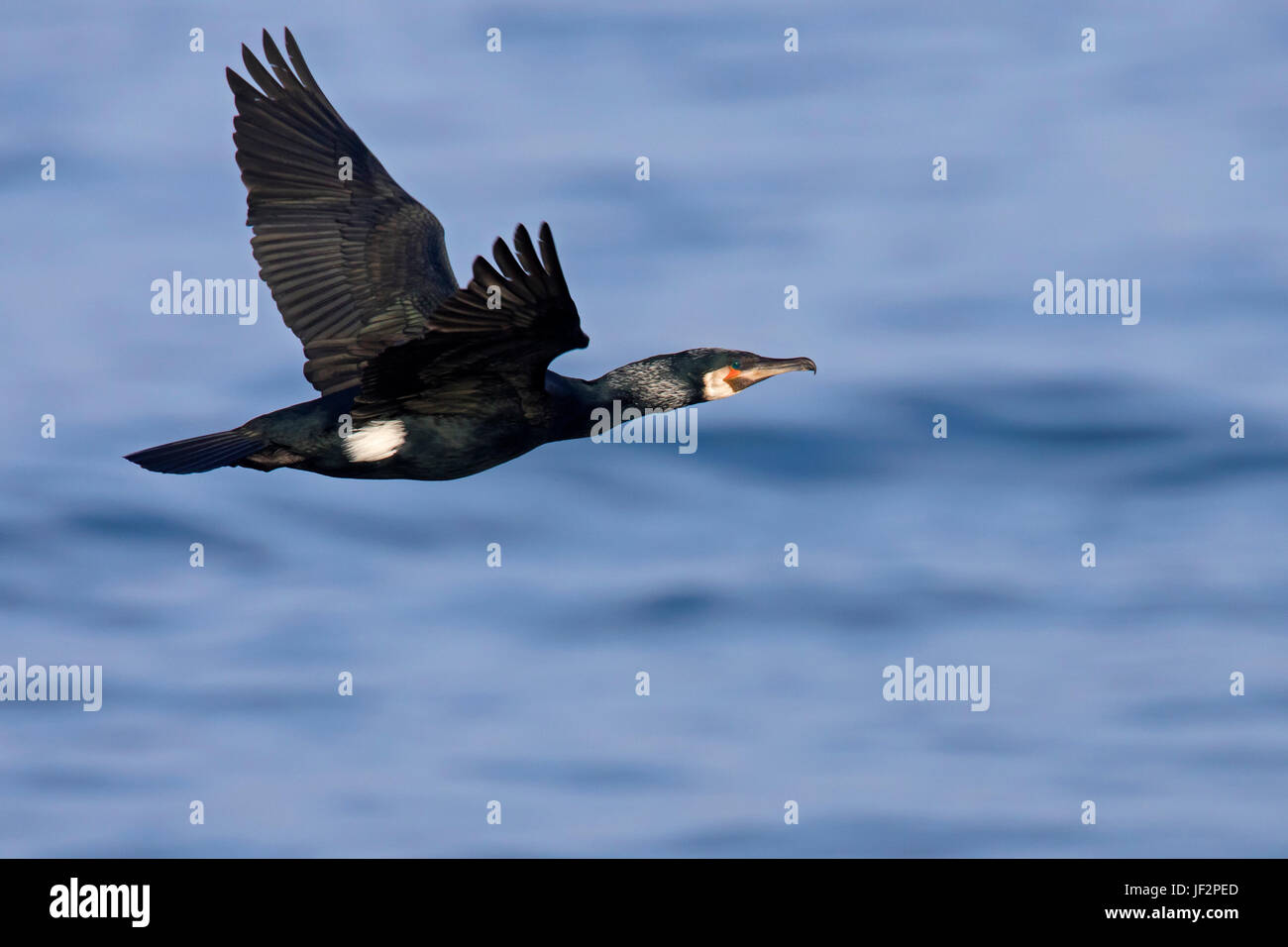 Great cormorant / great black cormorant (Phalacrocorax carbo) in flying over sea in winter Stock Photo