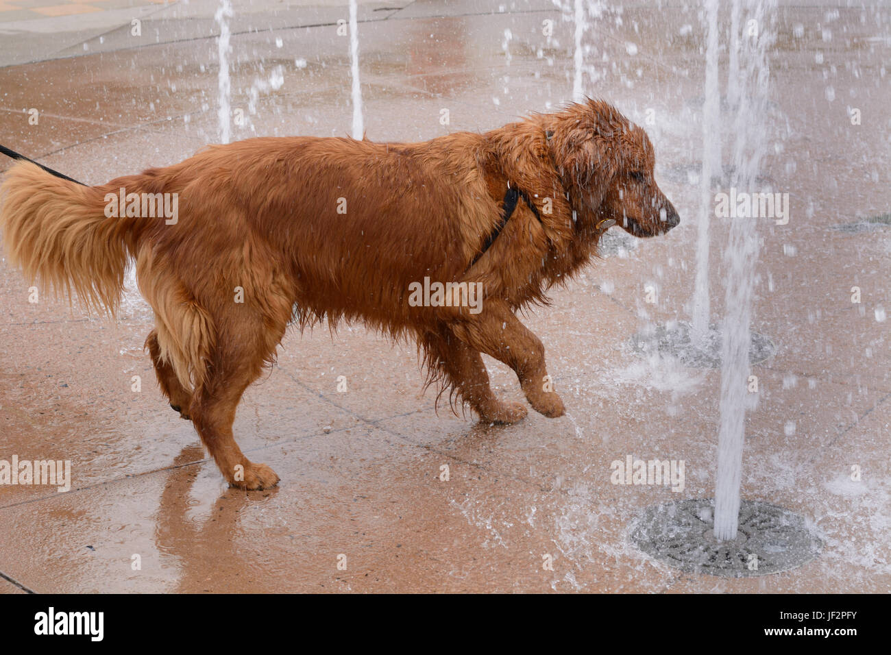 Golden retriever playing in fountain on summer day at farmer's market Stock Photo