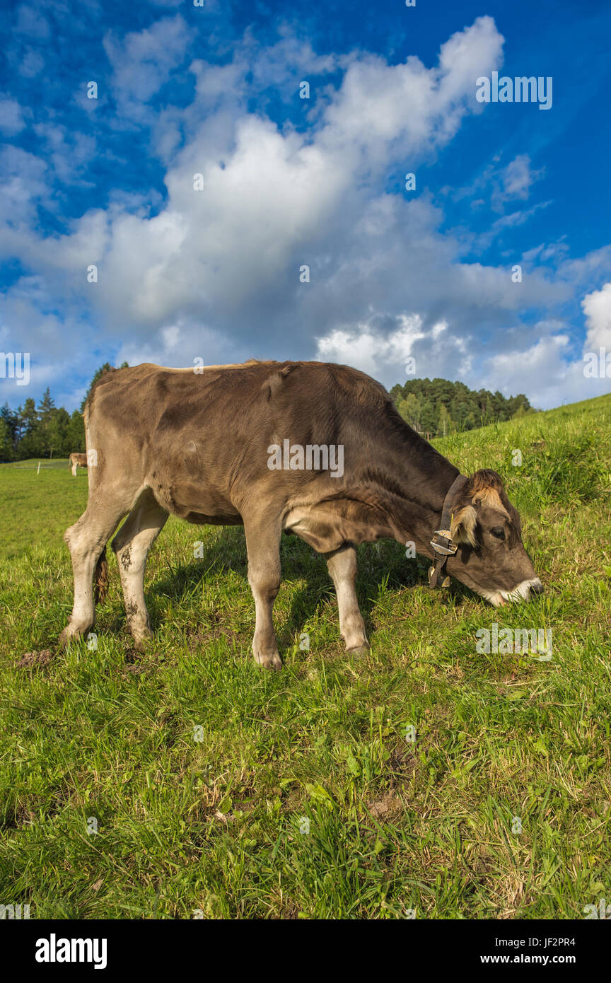 Brown cow in an Alpine meadow Stock Photo - Alamy
