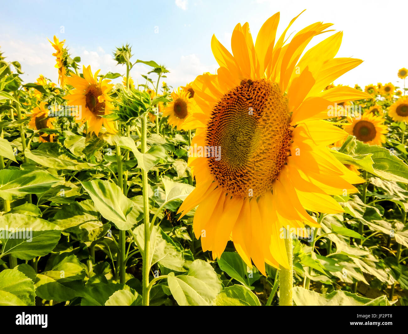 field of blooming sunflowers on a green background Stock Photo - Alamy