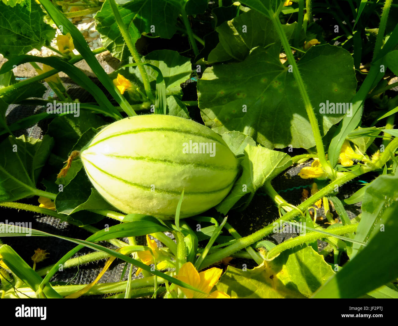 Melon plant hires stock photography and images Alamy