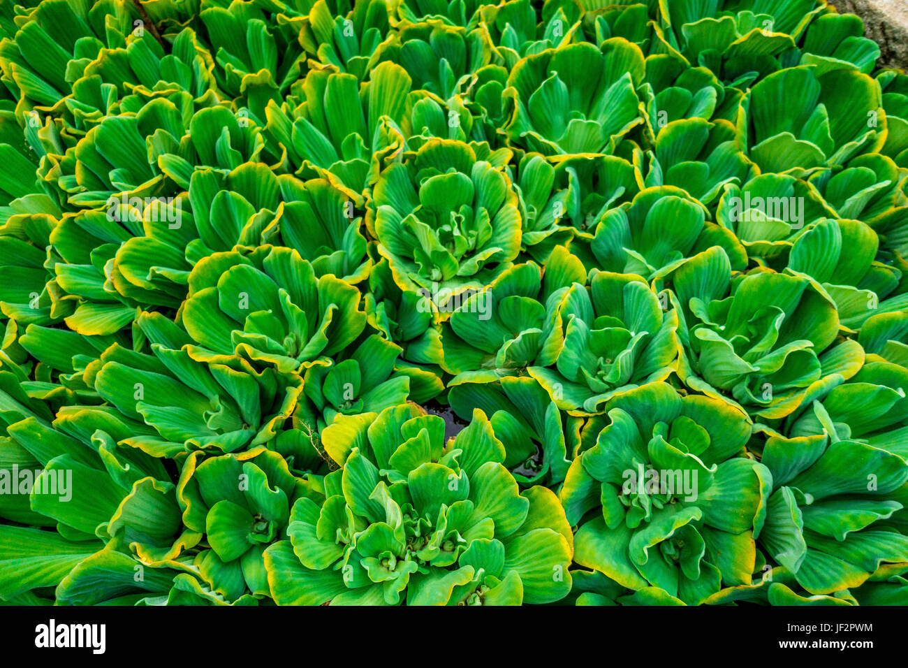 Botanical garden in Padova, Italy Stock Photo