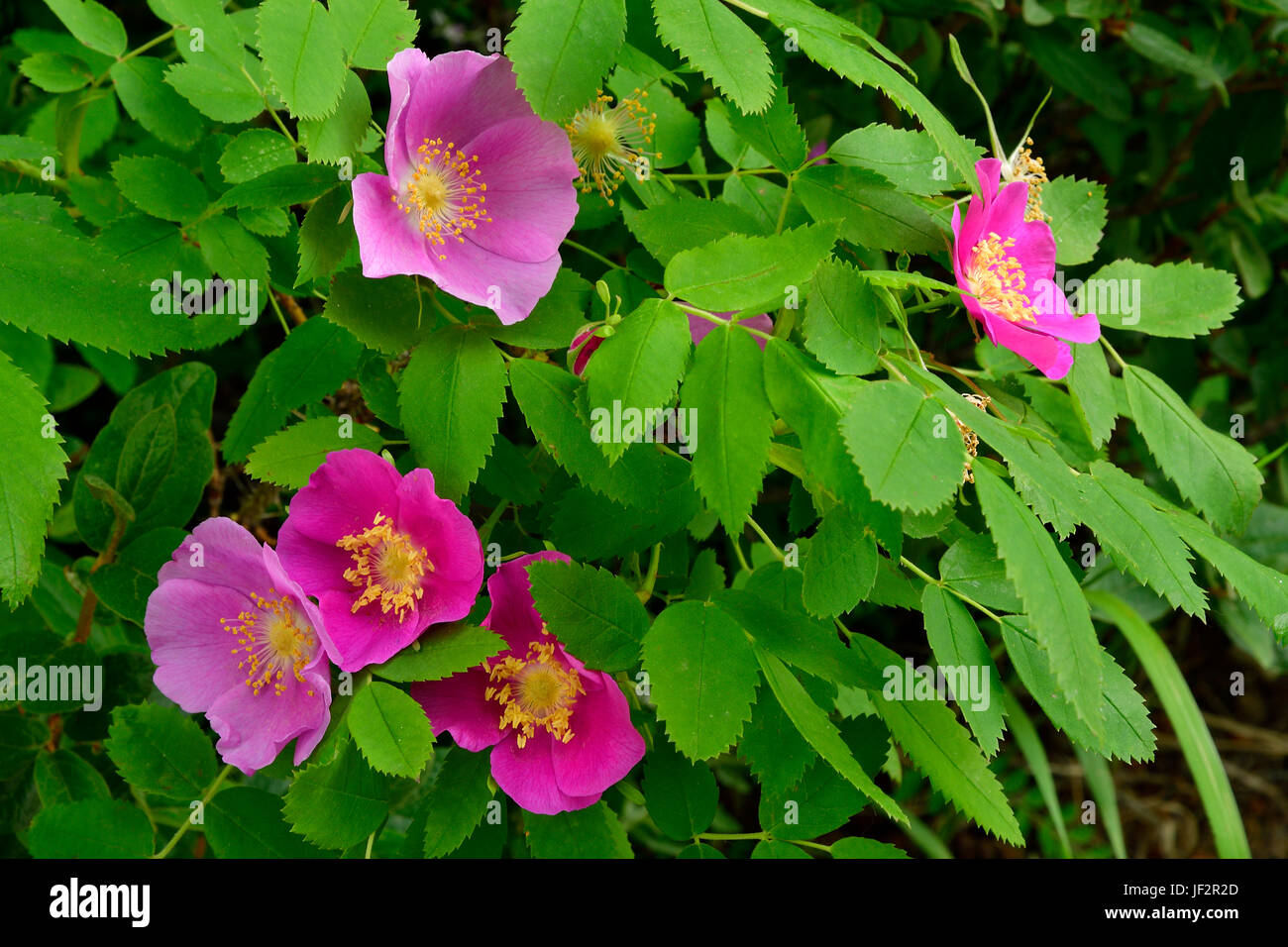 A wild Alberta rose bush (Rosa acicularis),  the official floral emblem of the Province of Alberta, Canada. Stock Photo
