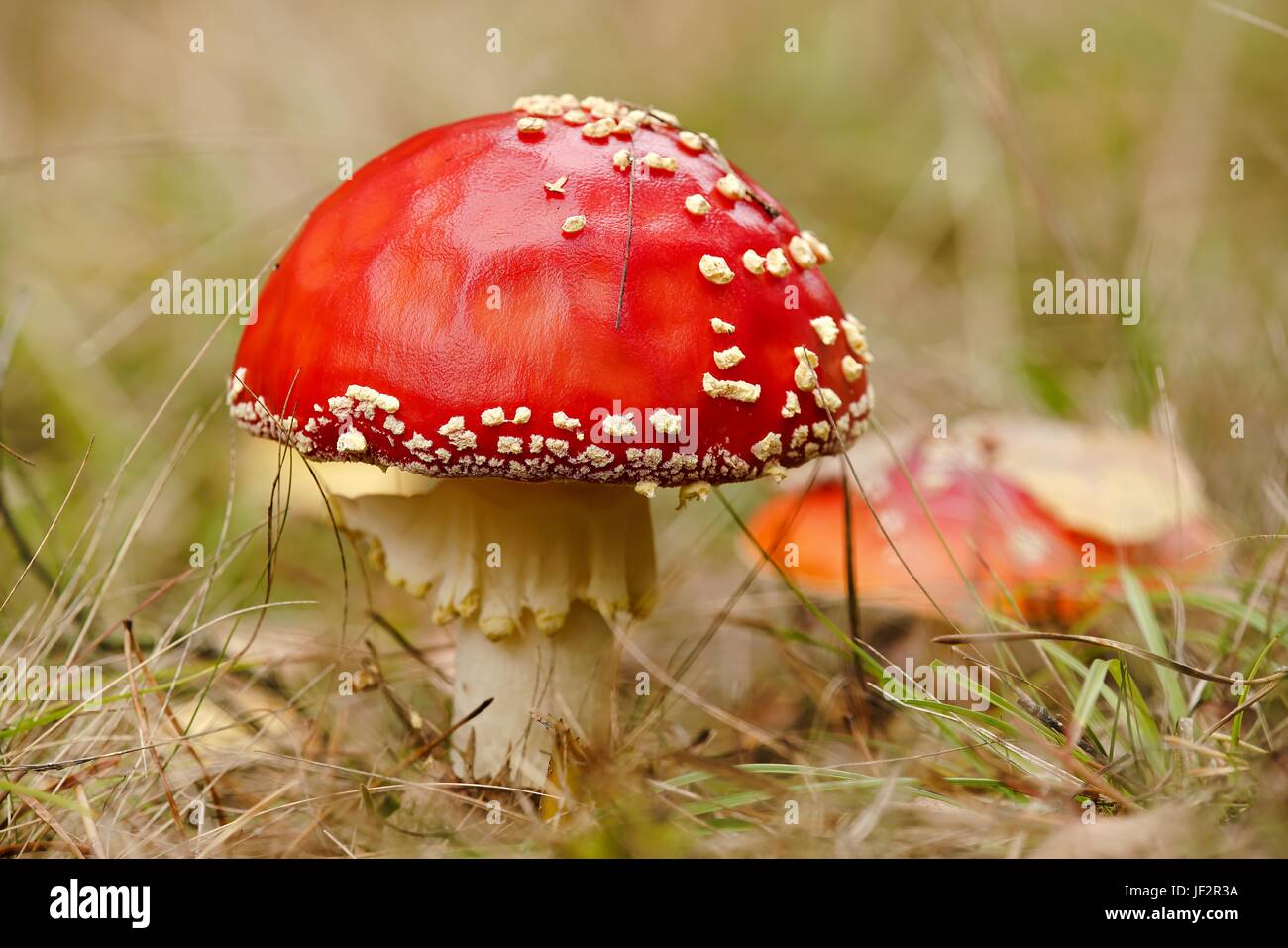 fly agarics in the autumn in the forest Stock Photo