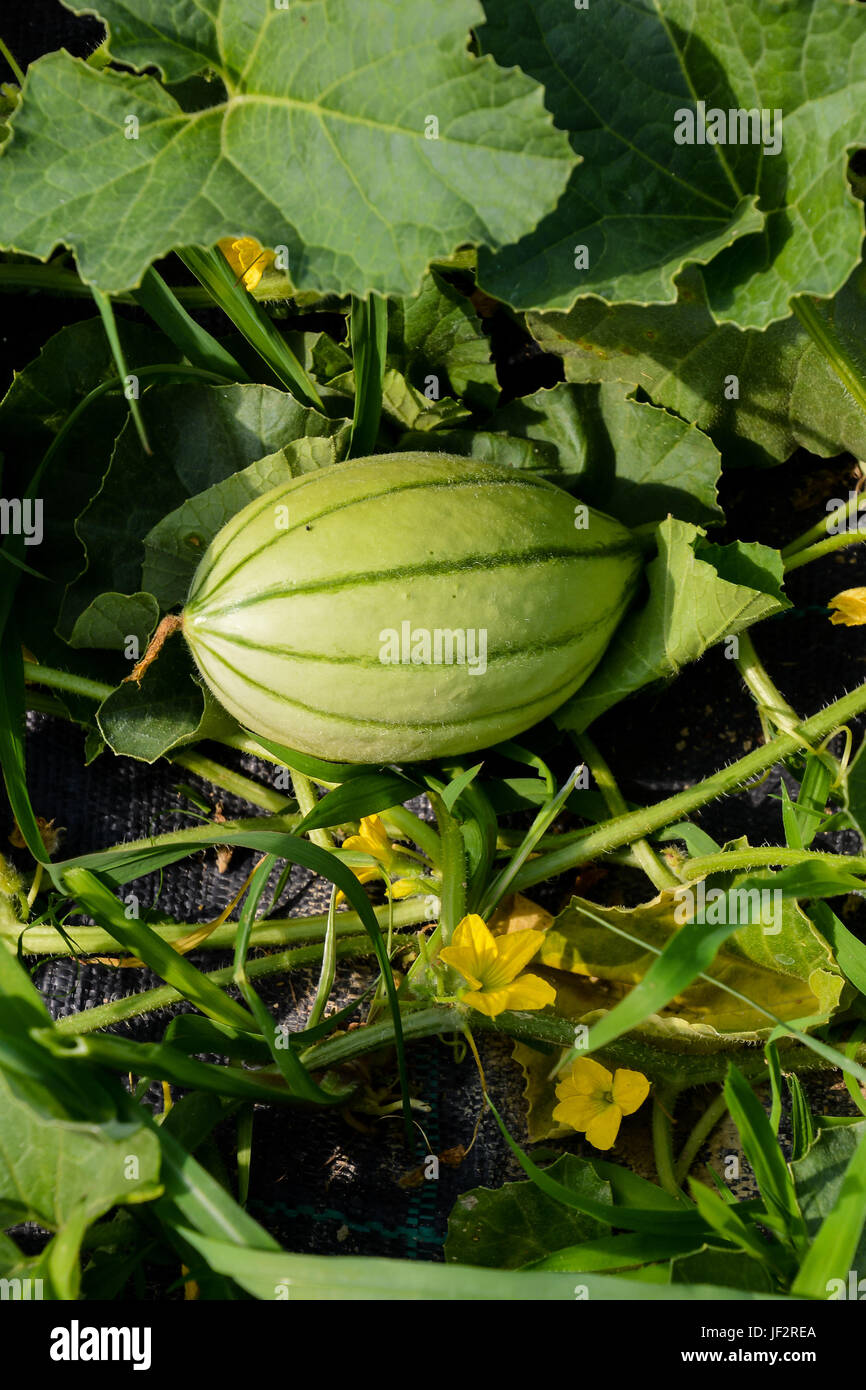 Melon plant in a vegetable garden Stock Photo Alamy