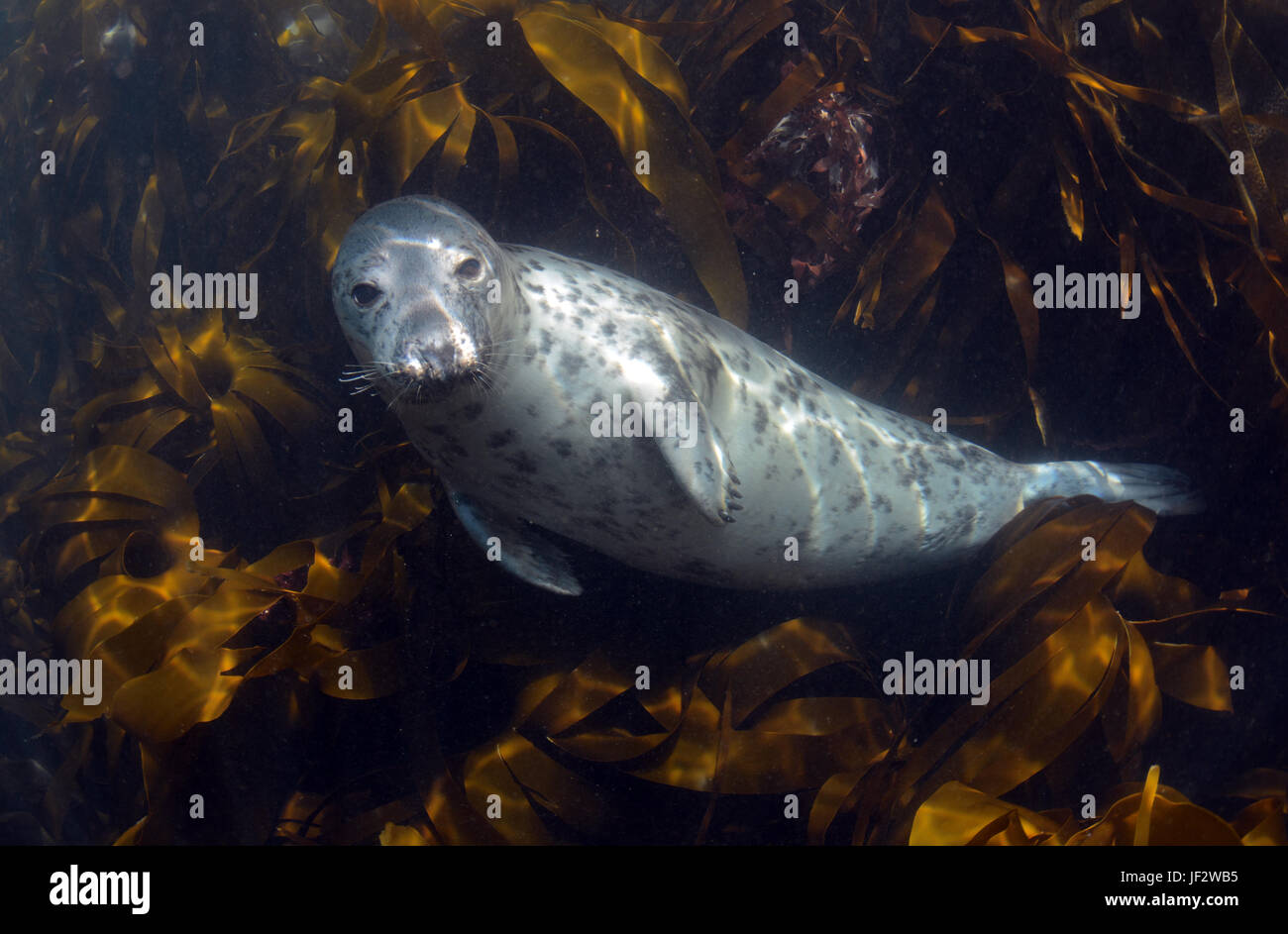 Curious grey seal pup on a snorkeling trip from St.Martins on the Isles of Scilly Stock Photo