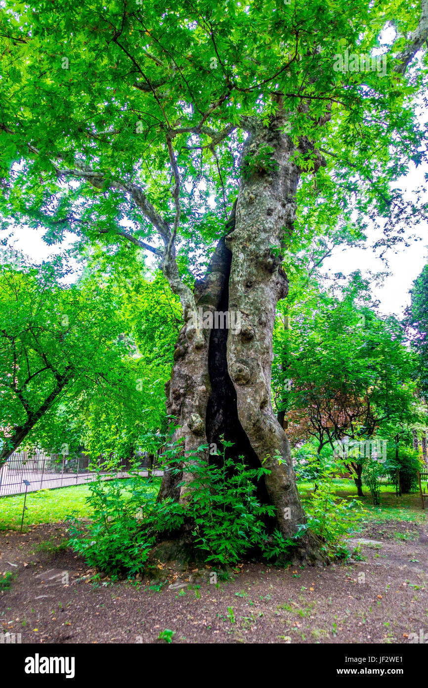 Botanical garden in Padova, Italy Stock Photo