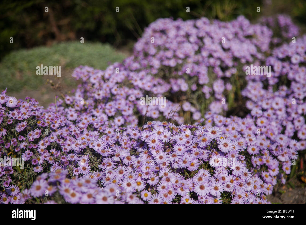 Butterfly on purple flowers in the park Stock Photo - Alamy