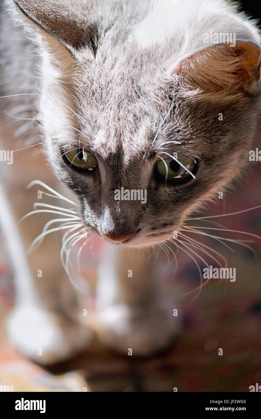 gray cat in the sun closeup Stock Photo