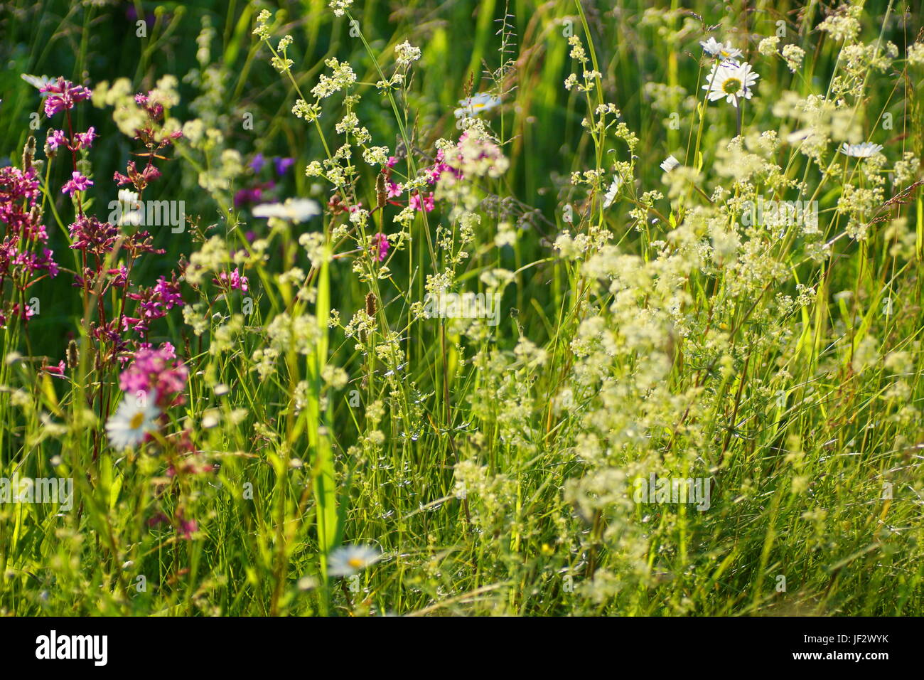 Abstract eco backgrounds for your design hi-res stock photography and ...