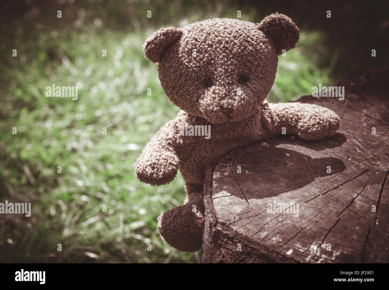 Teddy bear on the grass Stock Photo - Alamy