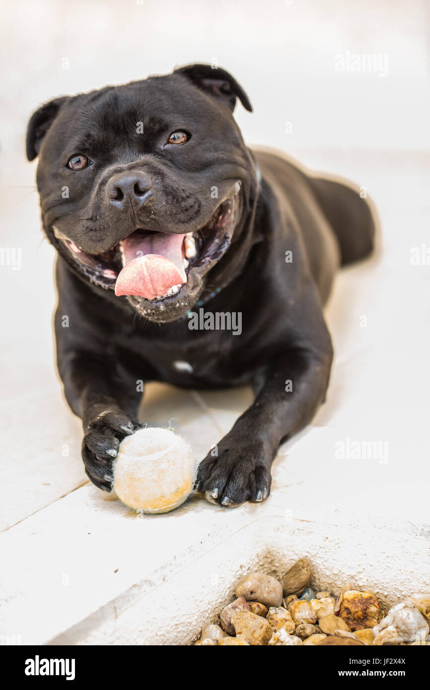 Happy smiling black staffordshire bull terrier dog  lying down with an old tennis ball on white tiled floor outside. He is smiling at the camera with  Stock Photo