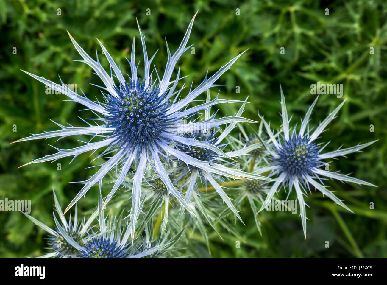 Close up of blue spiky sea holly, Eryngium Tripartitum, flowers with blurred background, Dirleton Castle Garden, East Lothian, Scotland, UK Stock Photo