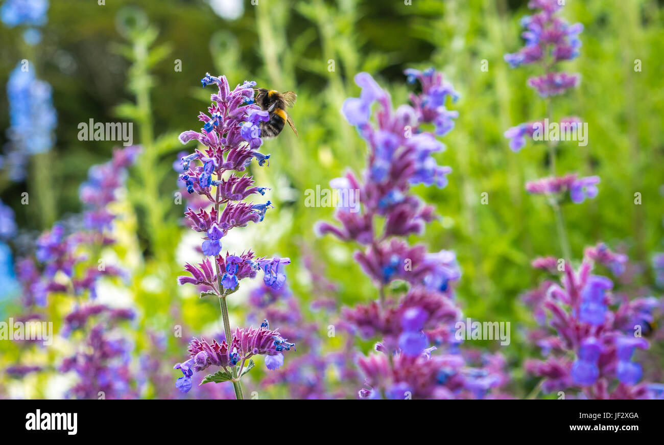 Cat mint hi-res stock photography and images - Page 3 - Alamy