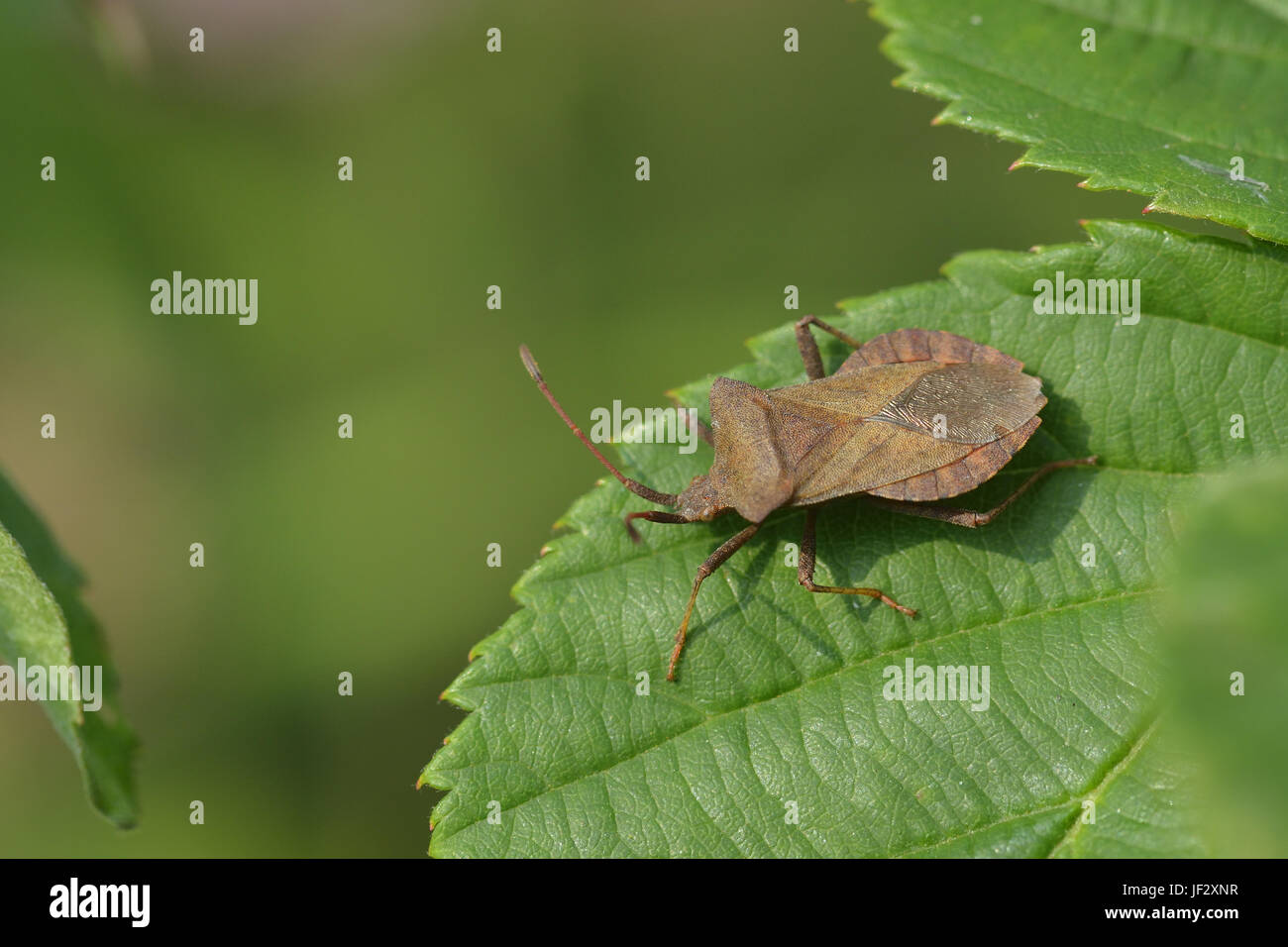 Bug antennae hi-res stock photography and images - Alamy