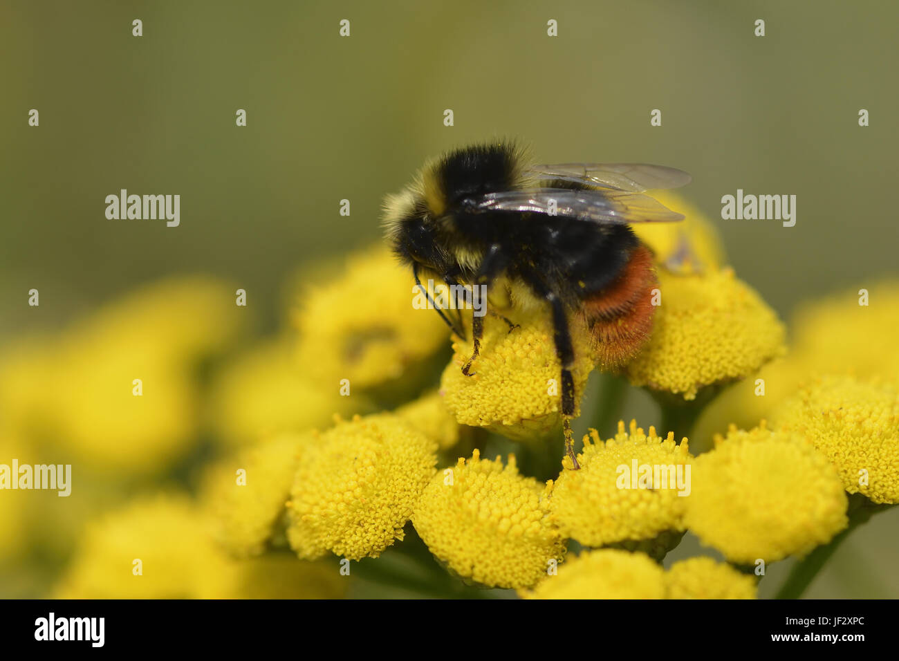 Red-tailed bumblebee Stock Photo
