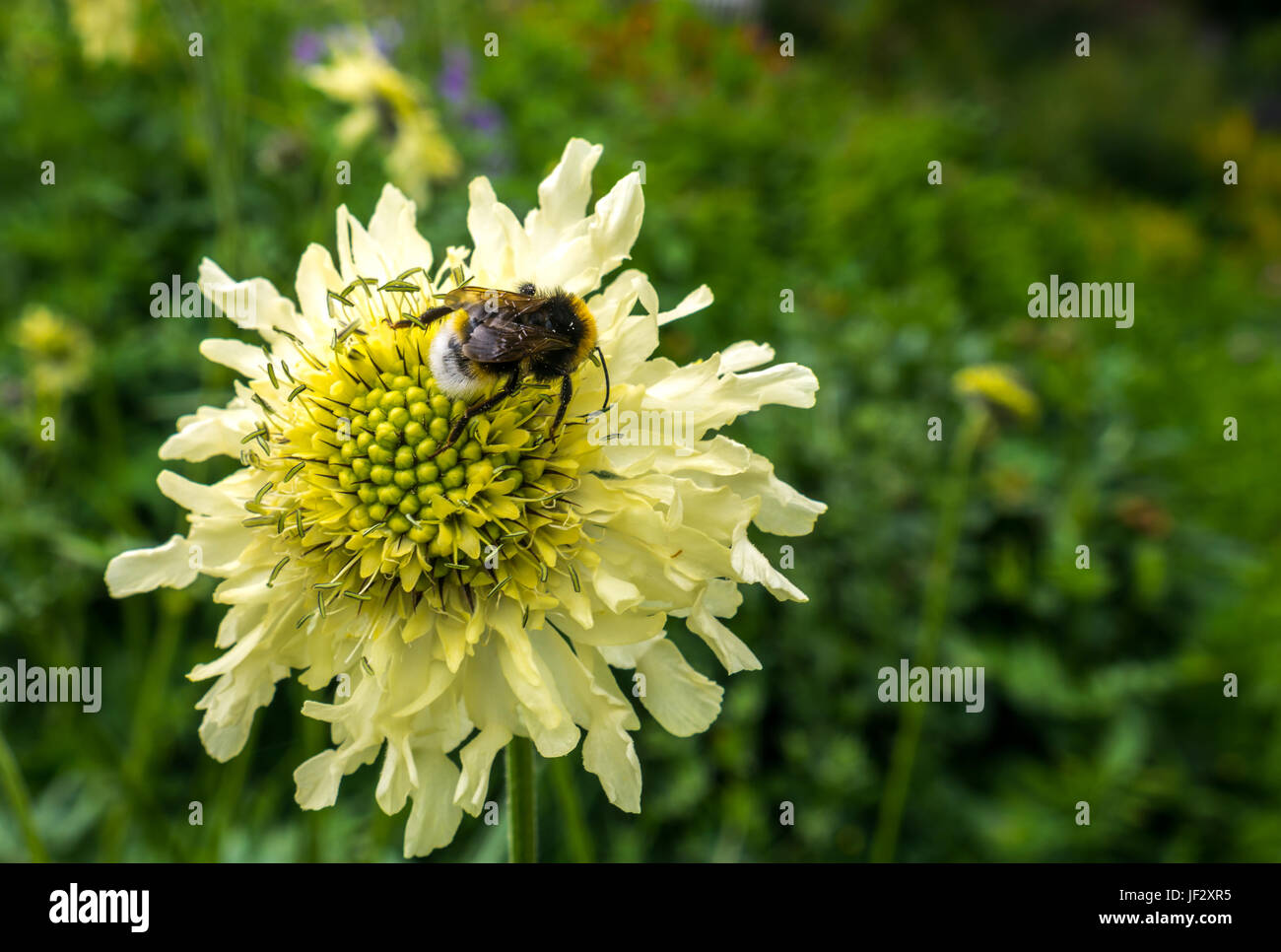 Giant scabious, Cephalaria gigantea, flower with bee, Bombus sylvestris, Scotland, UK Stock Photo