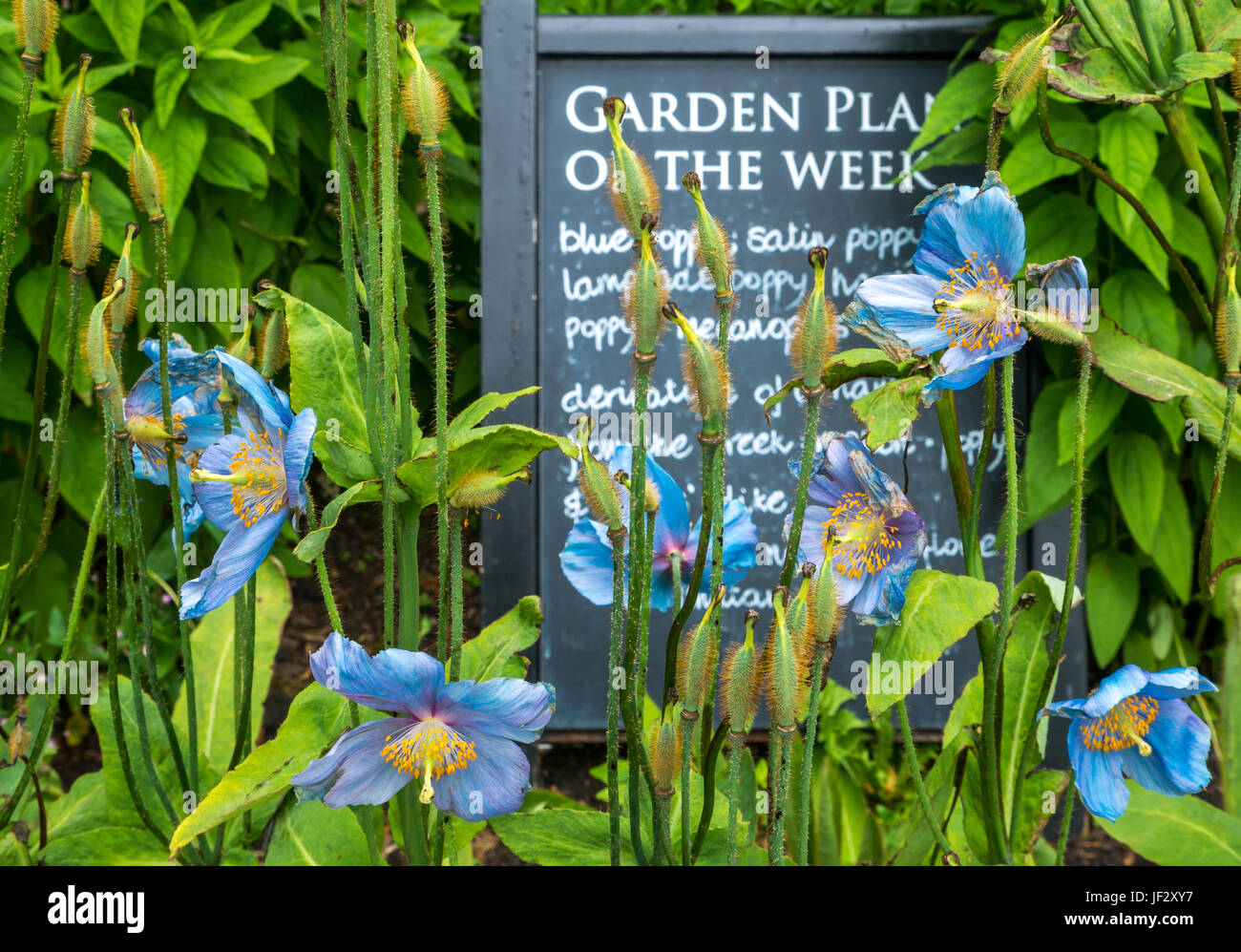 Himalayan Blue Satin Poppies, Mecanopsis, with Garden Plant of the Week chalk board sign, Dirleton Castle Garden, East Lothian, Scotland, UK Stock Photo