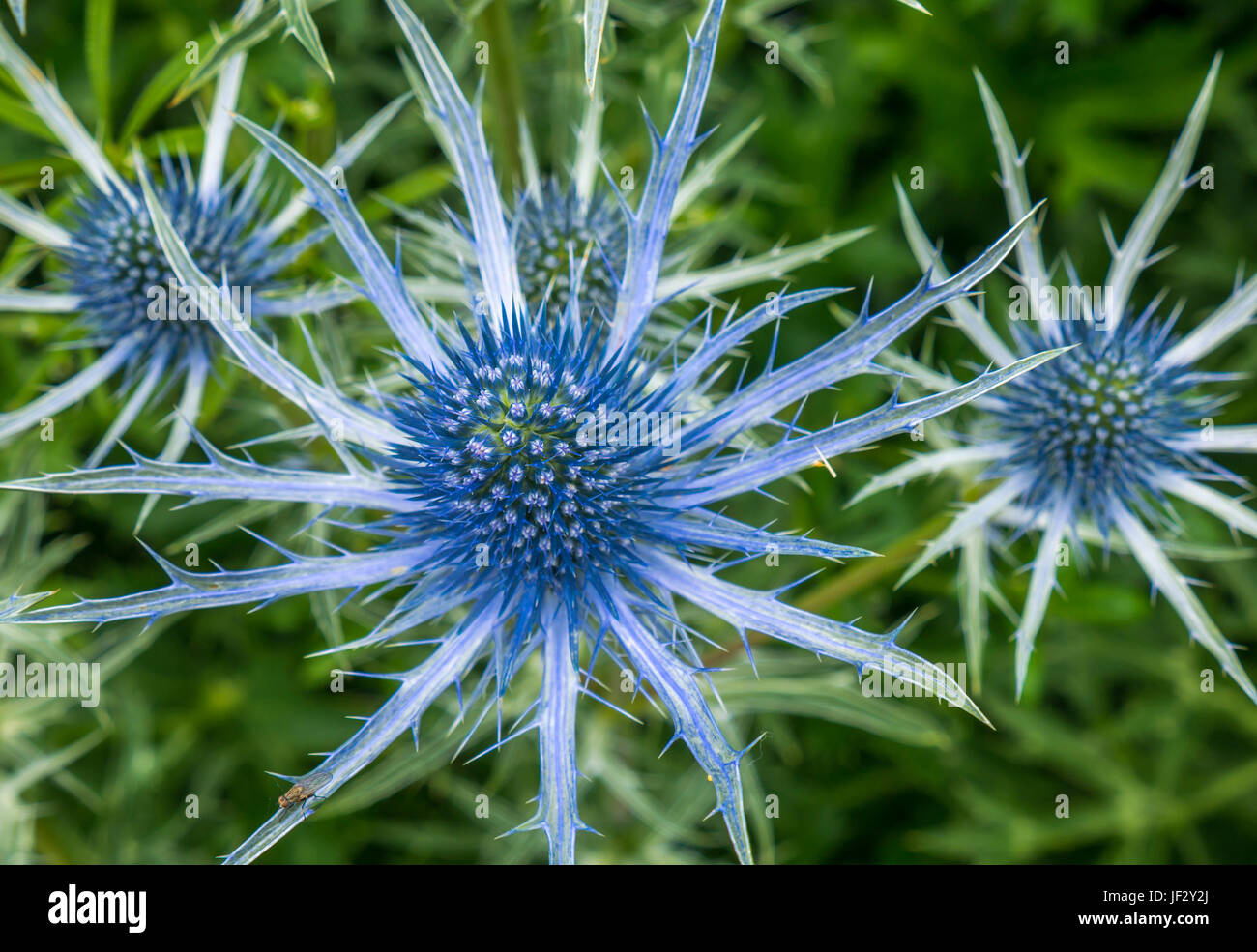Close up of blue spiky sea holly, Eryngium Tripartitum flowers East Lothian, Scotland, UK Stock Photo