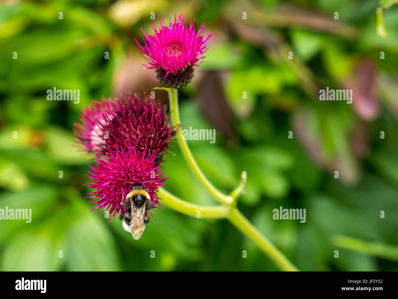 Close up of bumblebee on magenta thistle, Cirsium rivulare Atropurpureum, Scotland, UK Stock Photo