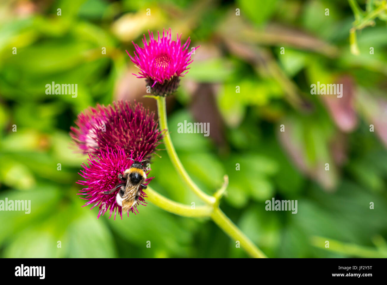 Close up of bumblebee on magenta thistle, Cirsium rivulare Atropurpureum, Scotland, UK Stock Photo
