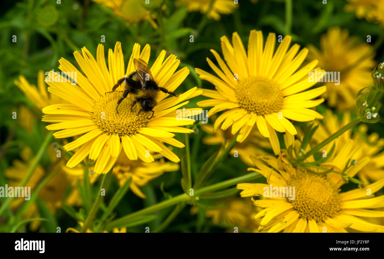 Close up of yellow ox eye flower Buphthalmum salicifolium with forest cuckoo bumblebee, Scotland, UK Stock Photo