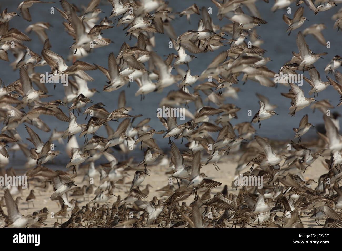 mixed shorebird flock, mostly semi-palmated sandpipers, Delaware bay, New Jersey Stock Photo