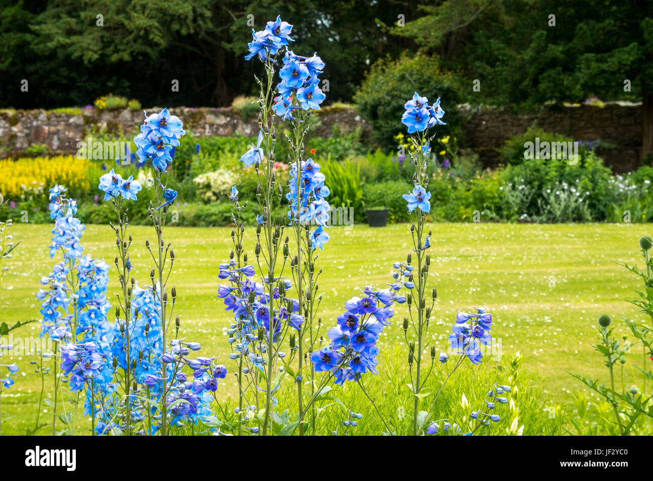 Larkspur Blue Bell flowers, Blue Bell Delphinium consilada, with formal garden and lawn  Dirleton Castle garden East Lothian, Scotland, UK Stock Photo