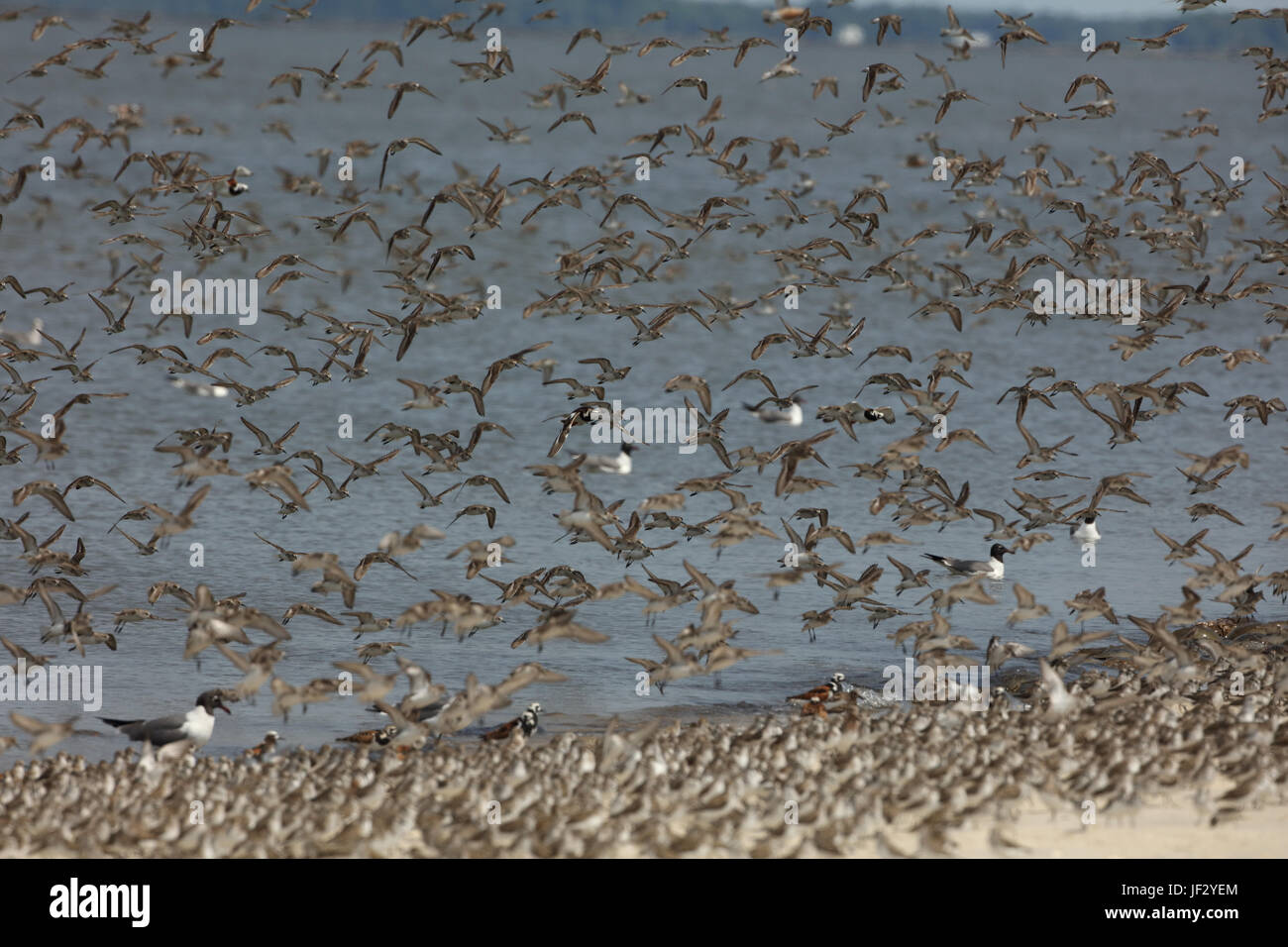mixed shorebird flock, mostly semi-palmated sandpipers, Delaware bay, New Jersey Stock Photo