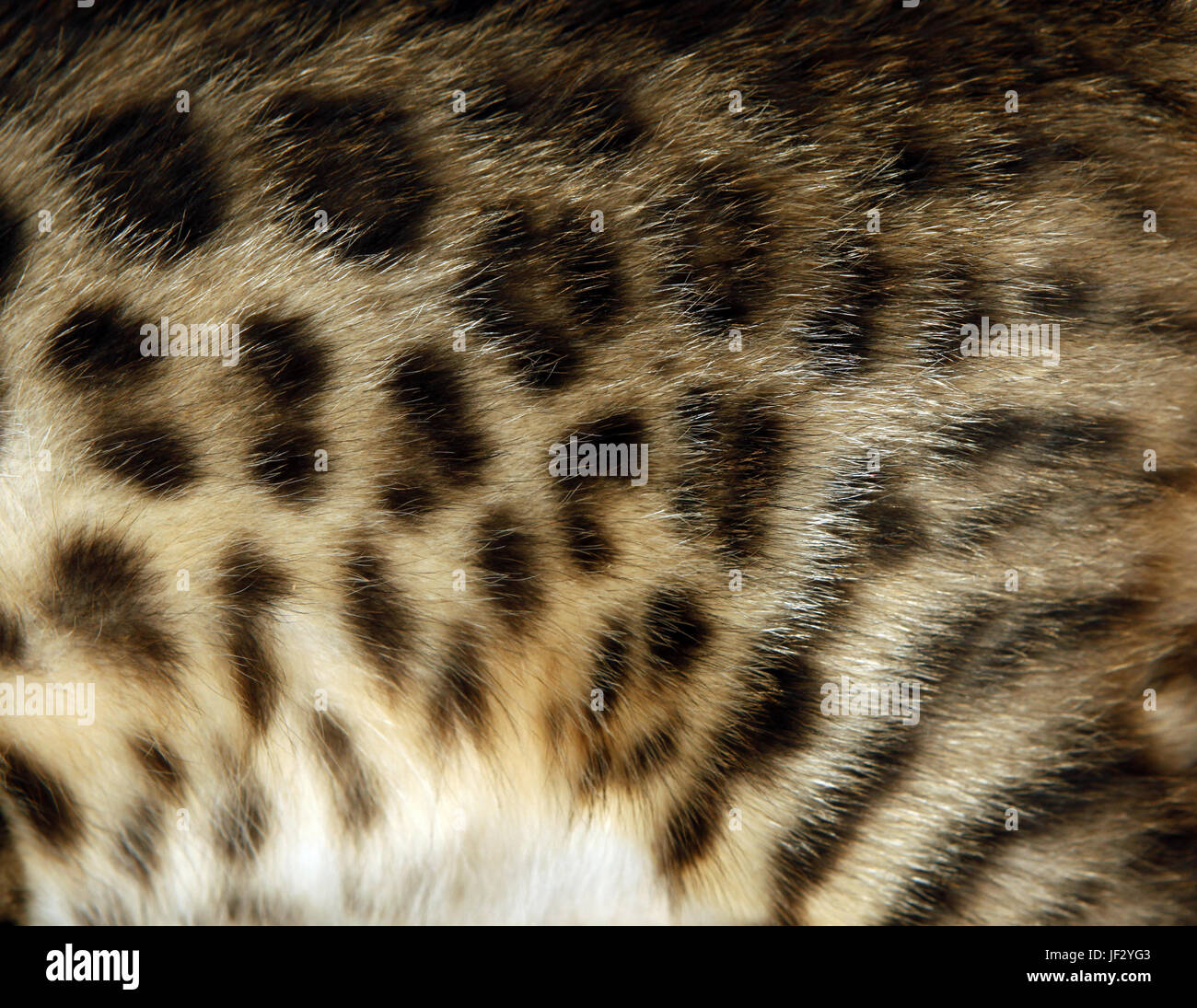 Tiger stripes fur texture. Animal tiger print seamless pattern. Abstract  tiger camouflage print. Wild animal pattern background or texture. Seamless  leather texture. Animal safari skin texture. 17536307 Vector Art at Vecteezy