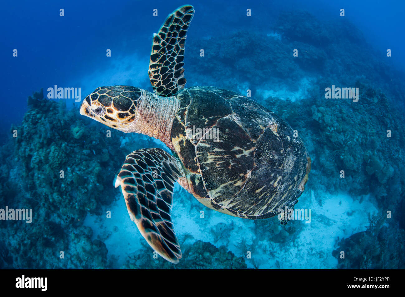 A Hawksbill sea turtle swims in the clear, blue water of the Caribbean Sea off the coast of Belize. This is an endangered species. Stock Photo