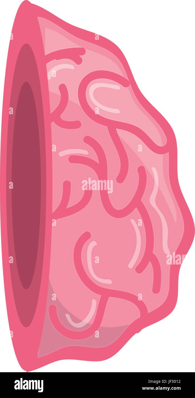 Human brain isolated Stock Vector Image & Art - Alamy