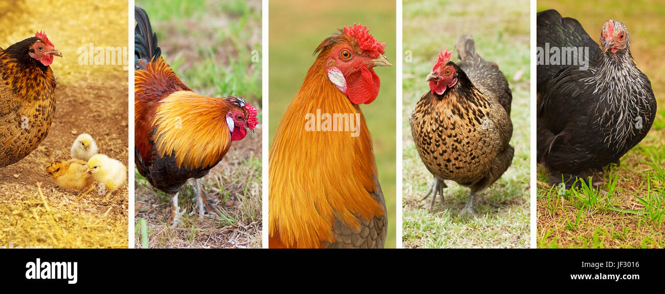 Farm animals banner with bantam hens and roosters Stock Photo