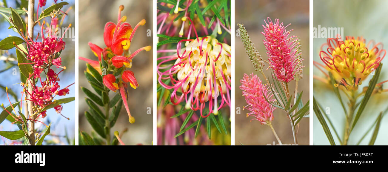 Panorama banner of spring and winter spring, winter, flowers of Australian native  Grevillea wildflowers Stock Photo