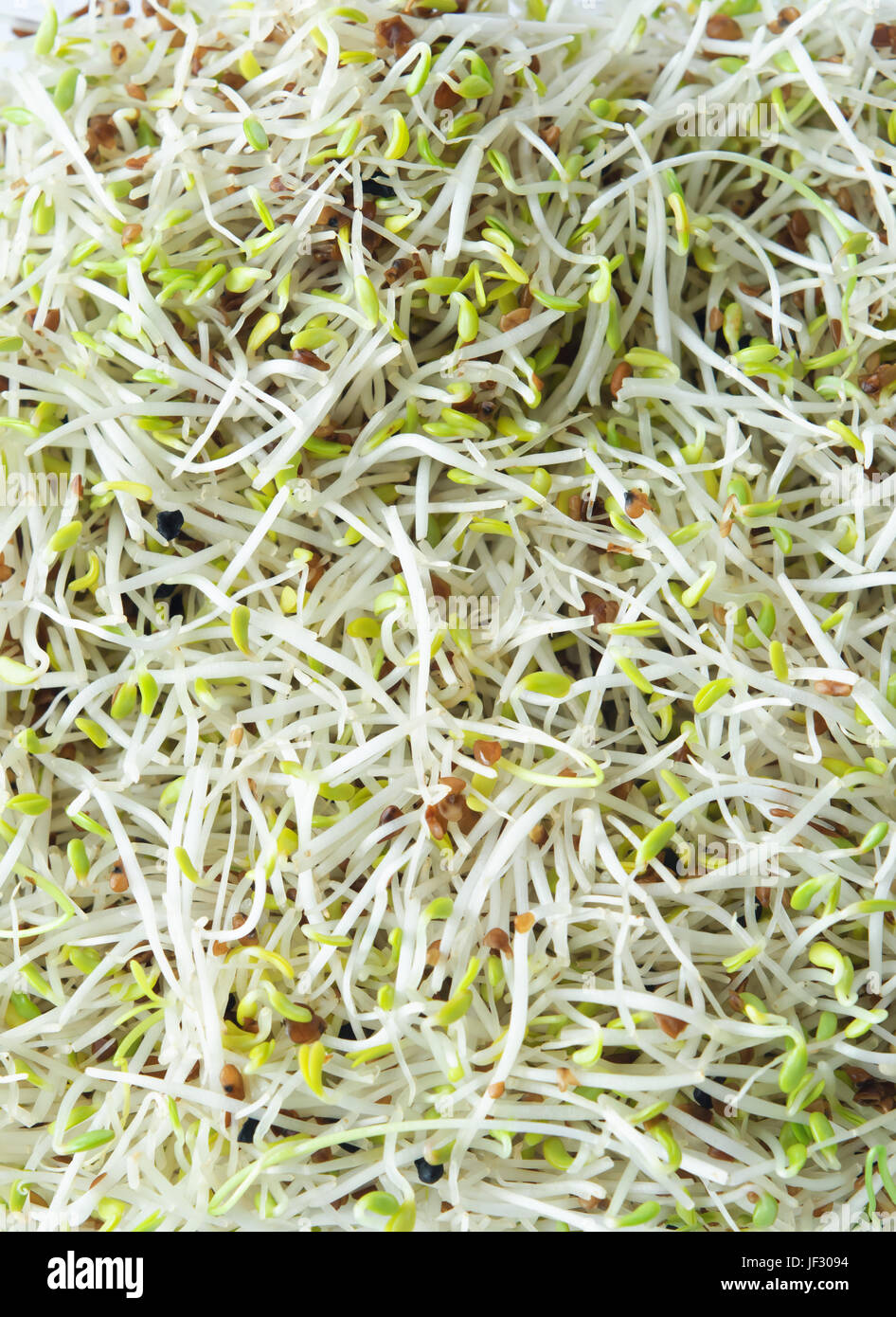 A mixture of alfalfa and leek beansprouts, filling whole frame. Stock Photo