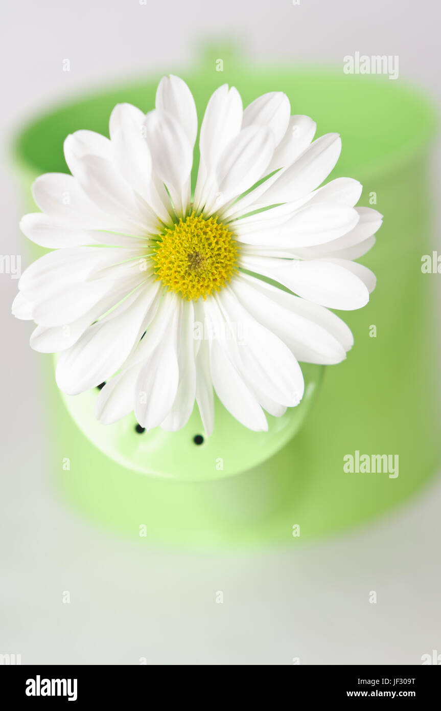 Close up of a white daisy-like Chrysanthemum inserted in the the nozzle of a green watering can to signify Spring. Stock Photo