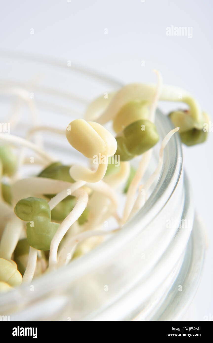 Close up (macro) of sprouting mung beans, reaching up through the top of an open glass jar.  Shallow depth of field. Stock Photo