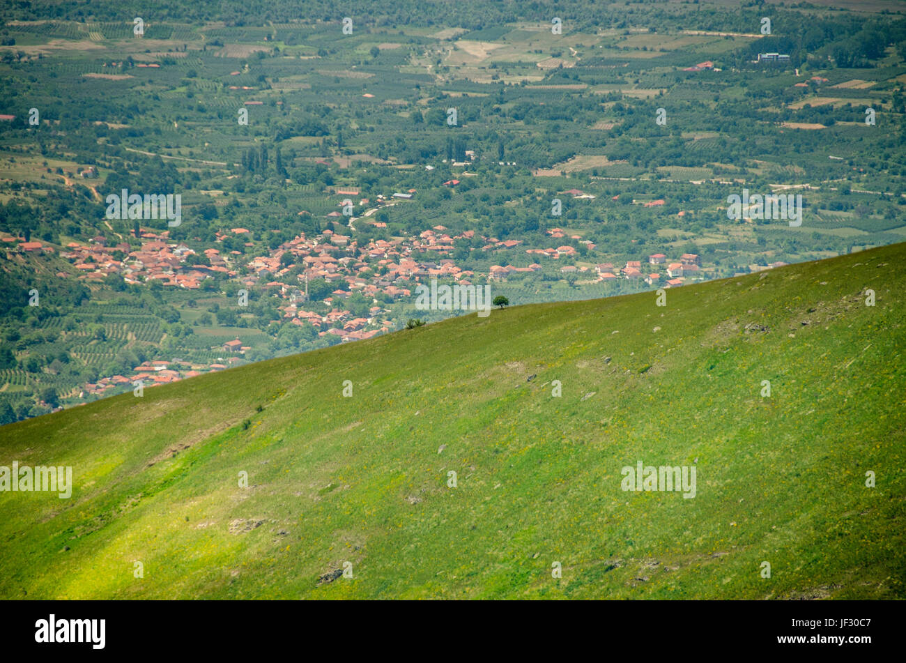 Tree isolated - Pelister National Park, Macedonia Stock Photo