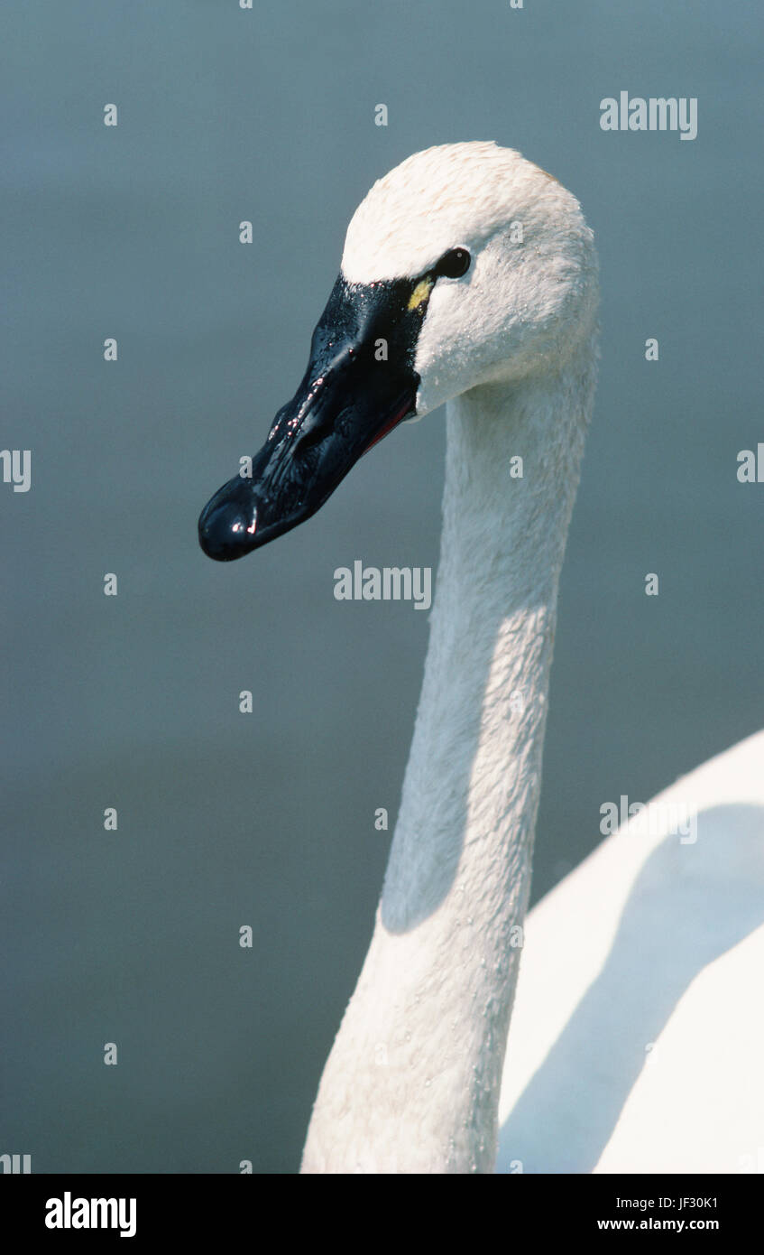 Whistling or Tundra Swan. Cygnus columbianus columbiananus. North America. Stock Photo