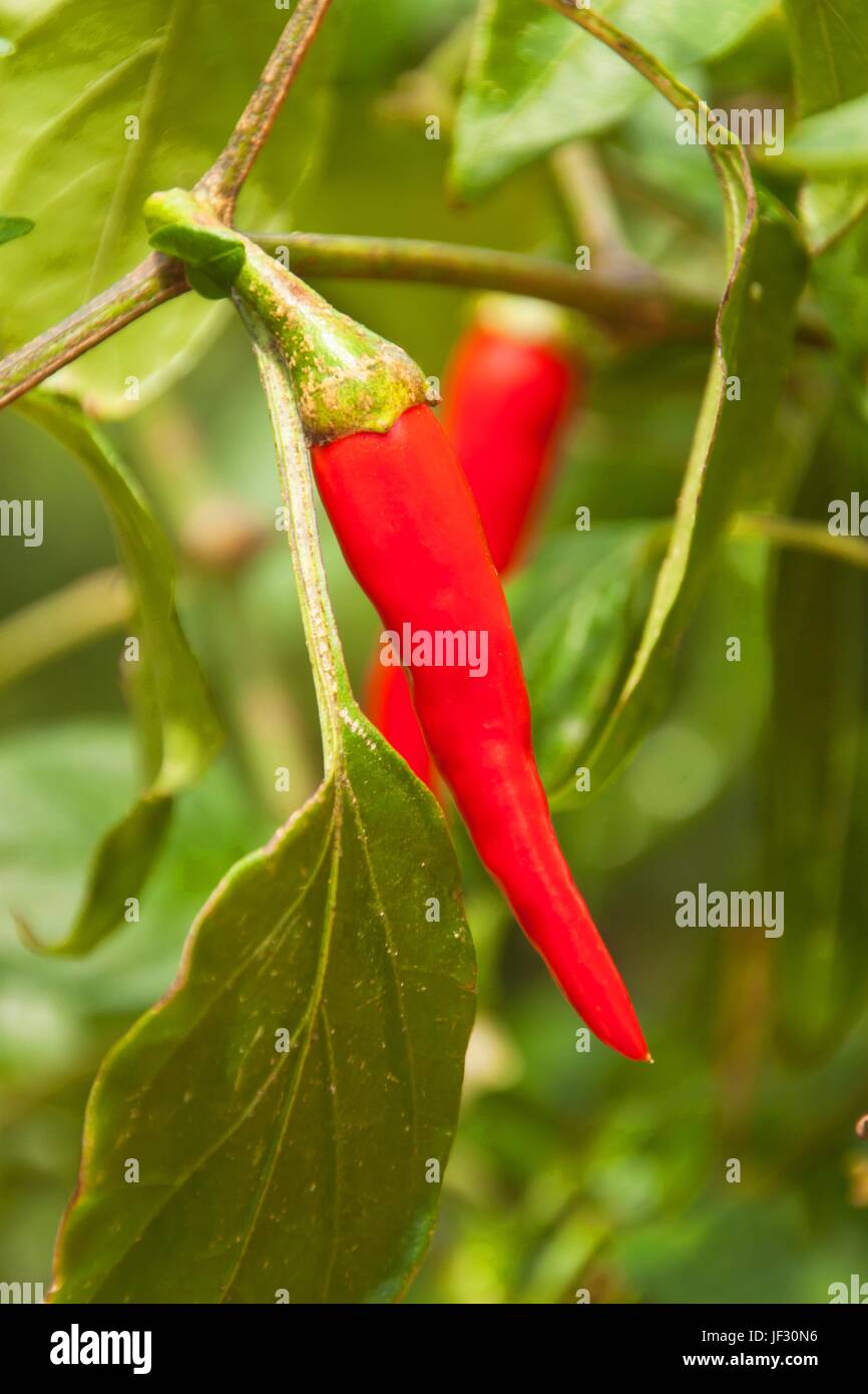 Growing Or Pepper In The Garden Spicy Spice Stock Photo