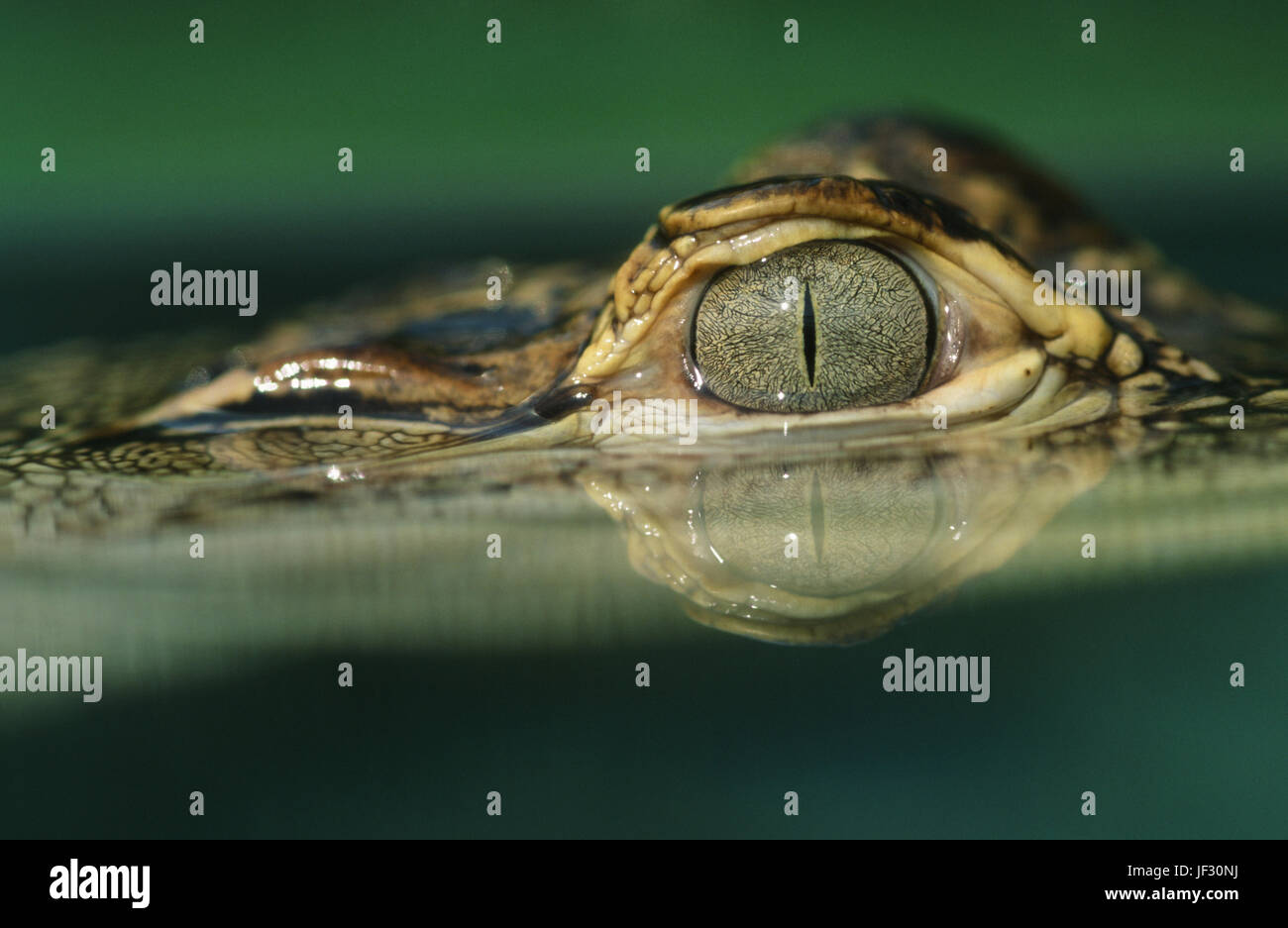 Eye of young American Alligator Alligator mississippiensis. Just above water surface line. NOSE END OFF TO RIGHT. Stock Photo