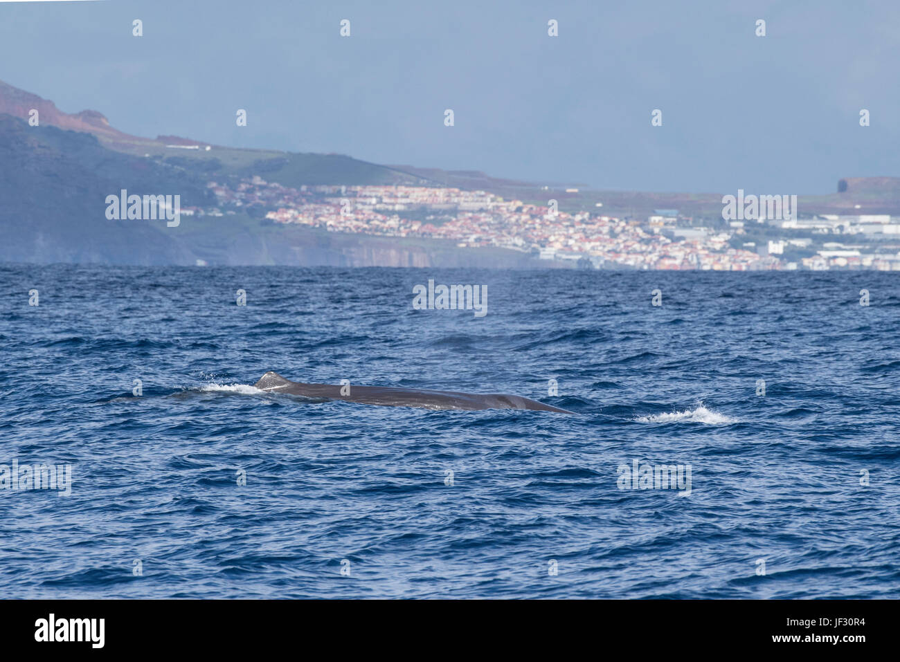 Female Sperm Whale, Physeter macrocephalus, or cachalot,surfacing with dorsal showing, in front of Funchal, Madeira, North Atlantic Ocean Stock Photo