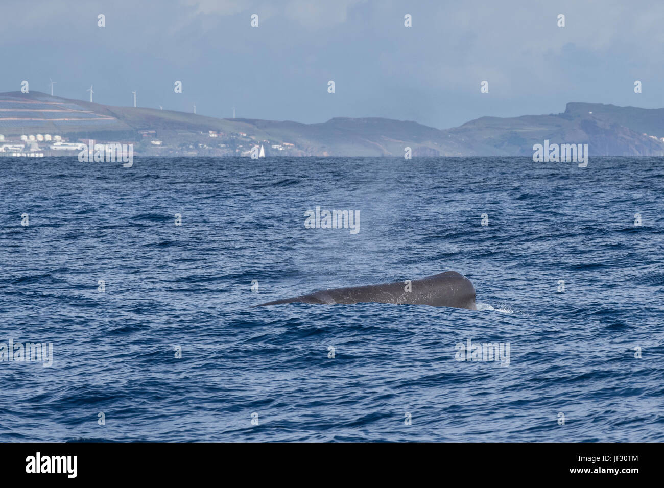 Female Sperm Whale, Physeter macrocephalus, or cachalot,surfacing with head showing, in front of Funchal, Madeira, North Atlantic Ocean Stock Photo