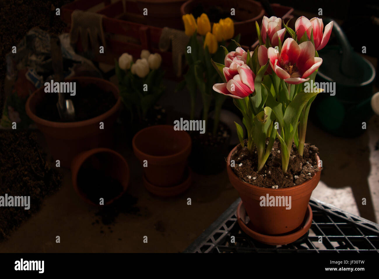 Spade in soil spring hi-res stock photography and images - Alamy