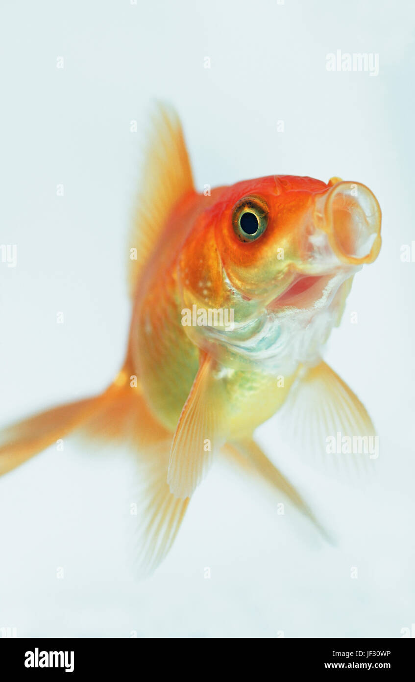 Goldfish  Carassius auratus. Blowing bubbles, or kisses? Stock Photo