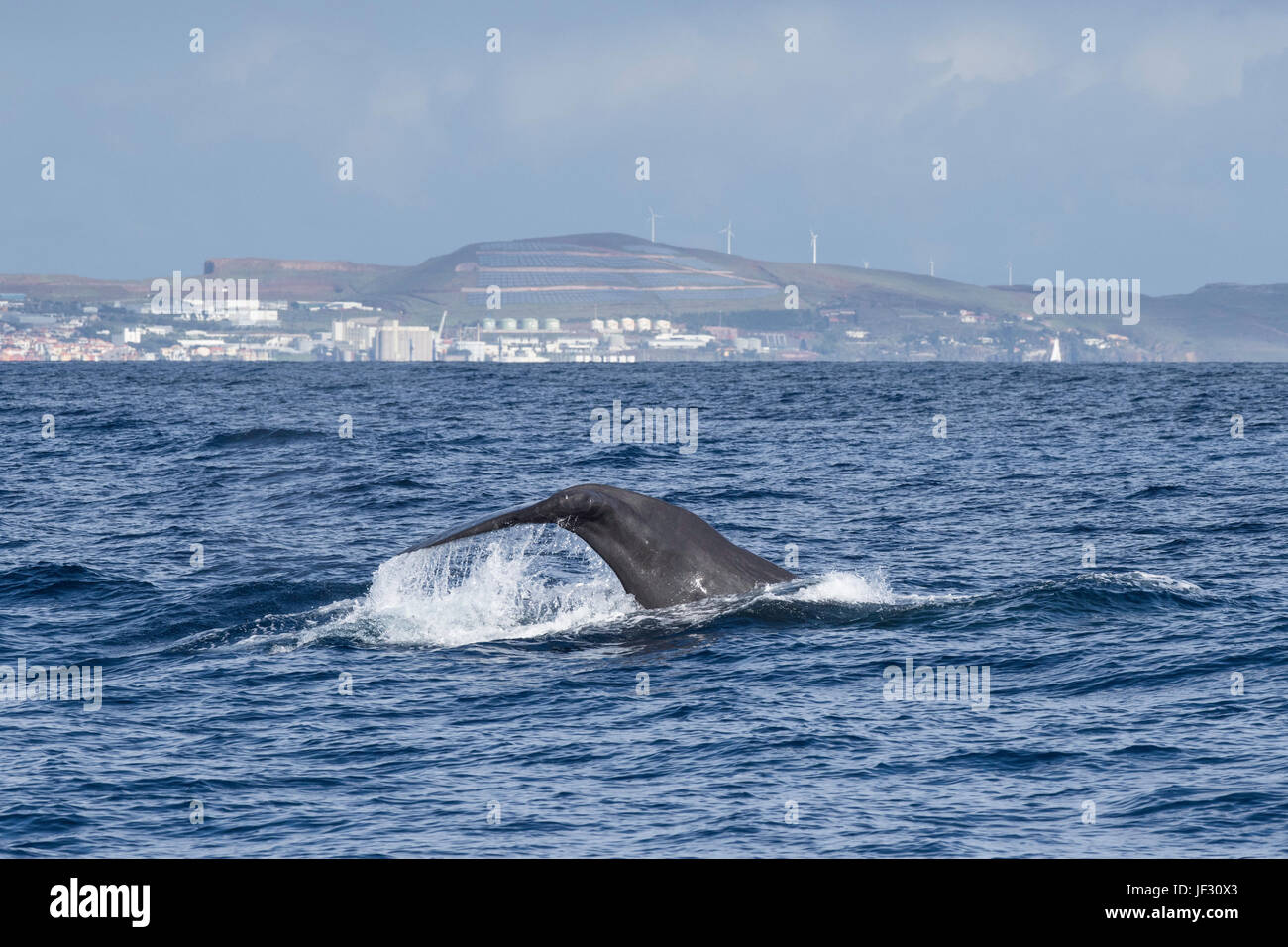 Female Sperm Whale, Physeter macrocephalus, or cachalot, fluking in front of Funchal, Madeira, North Atlantic Ocean Stock Photo